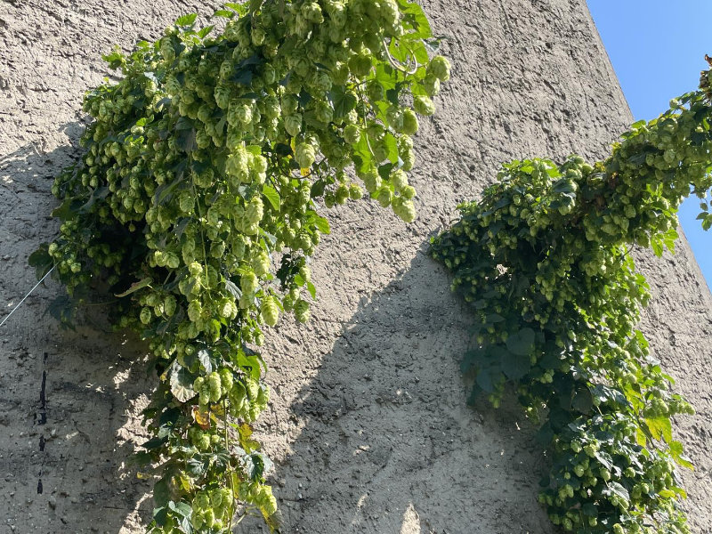 Unsere Stadt - Unser Bier - Unser Hopfen